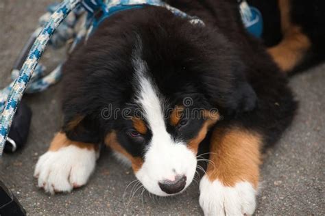 An Adorable Bernese Mountain Dog Puppy Stock Image Image Of Ground