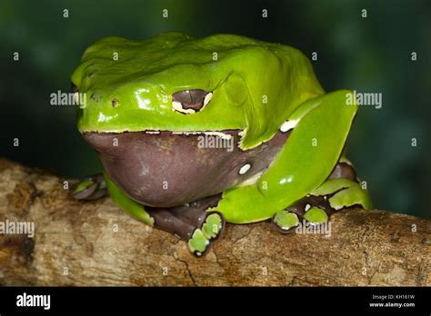 Giant Waxy Monkey Frog Phyllomedusa Bicolor Amazon Rainforest Stock