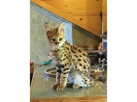 Stunning F1 Savannah Kittens For Sale Cats And Kittens
