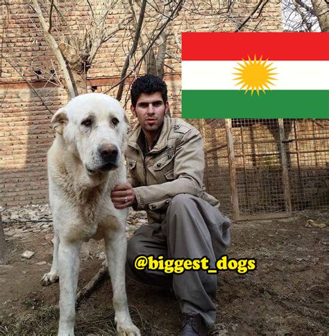 Top Biggest Kurdish Shepherd Dogs Pshdar Kurdish Dog Pshdar