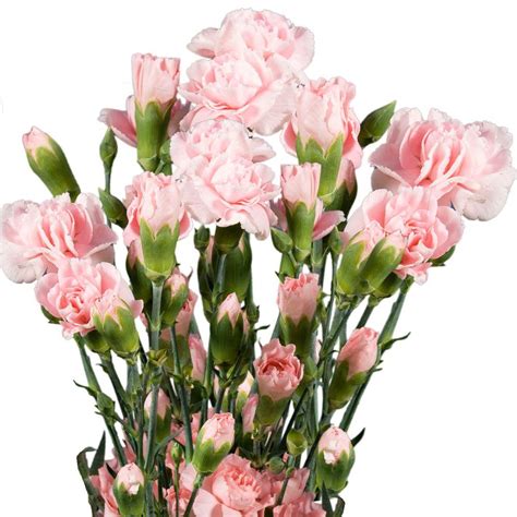Globalrose Fresh Pink Mini Carnations 160 Stems 640 Blooms Mini