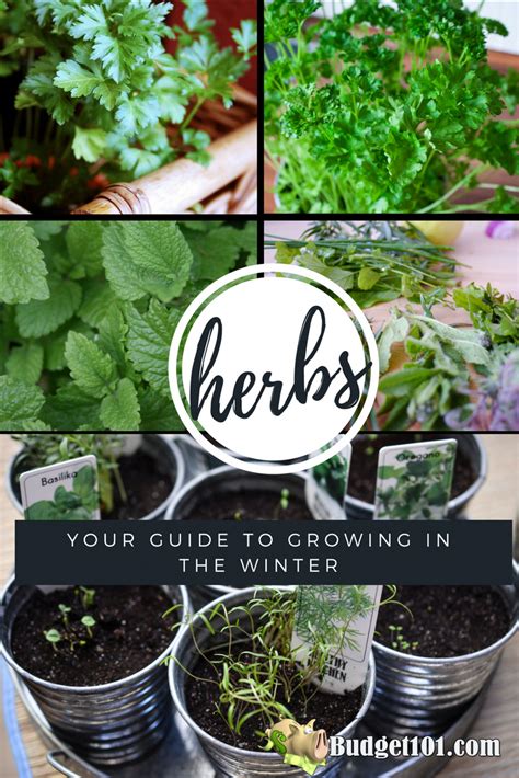 A Simple Guide To Growing Herbs Indoors Throughout The Winter Herbs