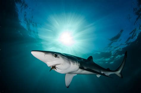 Blue Shark Save Our Seas Foundation