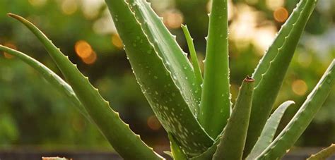 5 Plants That Look Like Aloe Vera Succulents But Arent