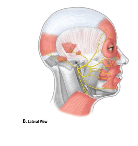 Anatomy Week Lateral View Facial Nerves Diagram Quizlet