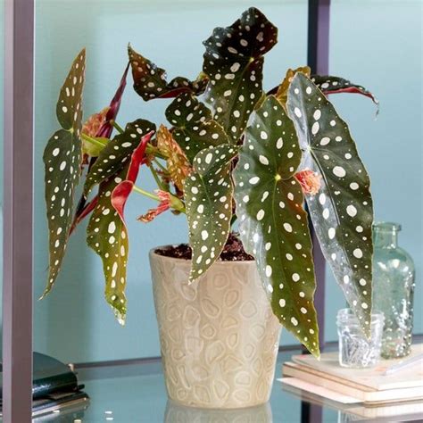Spotted Begonia Maculata Popular Indoor Houseplant 20 30cm With Pot