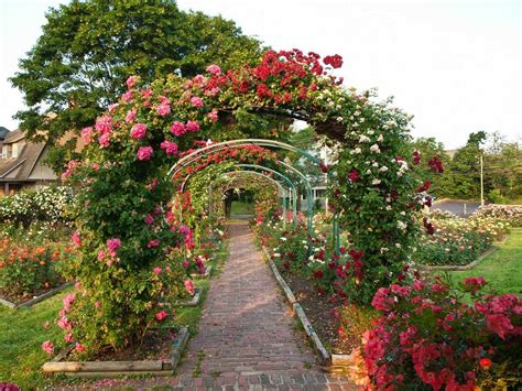 33 Dreamy Rose Garden Ideas to Ignite Your Imagination [Stunning Photos]