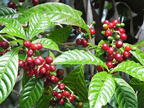 Growing Coffee Seeds Dwarf Coffee Plant 20 Seeds Etsy Canada