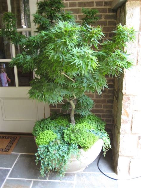 A Bonsai Tree In A Large Pot On The Front Porch Next To A Door