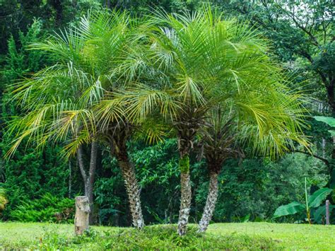 Dwarf Date Palm Tree