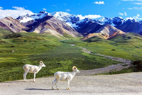 Visit Denali National Park Without Using The Park Road