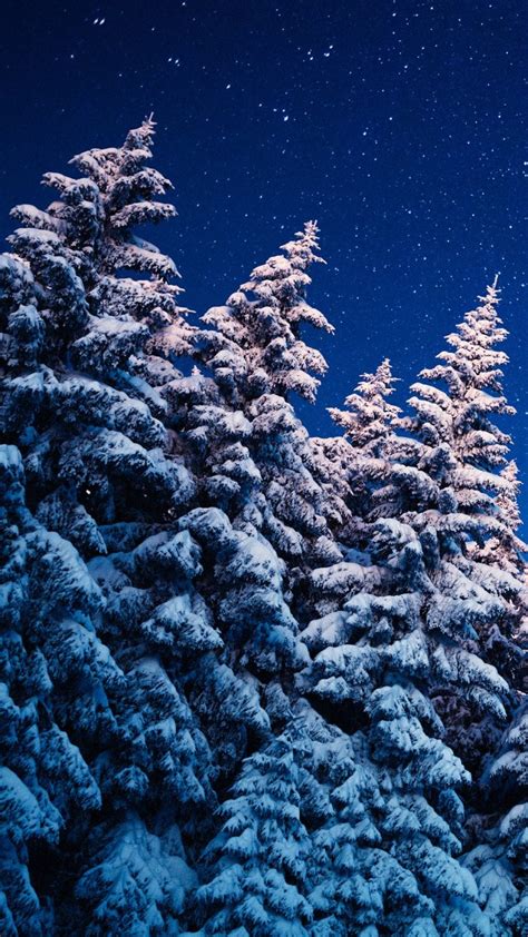 Winter Forest Under The Stars Windows 10 Spotlight Images