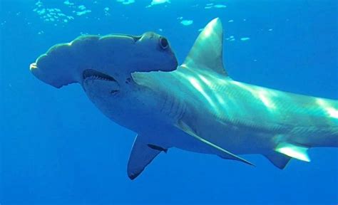 New Rules For Catching Hammerhead Sharks The Courier Mail
