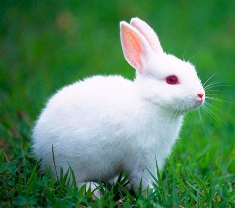 Conejos Mascotas Y Reproductores 30900 En Mercado Libre