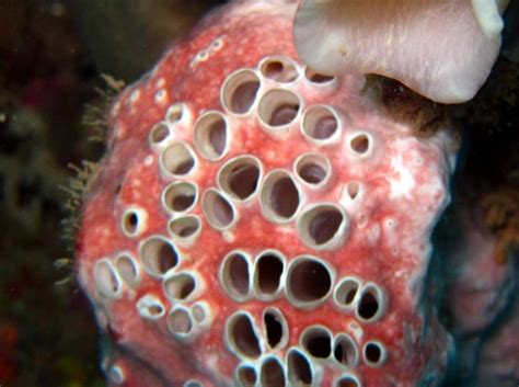Trypophobia Is The Fear Of Holes Its More Complicated Science 101