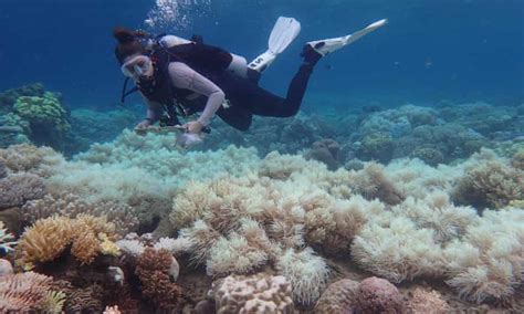 Coral Reef Bleaching The New Normal And A Fatal Threat To Ecosystems