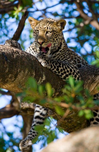 Premium Photo Leopard Is Lying On A Tree