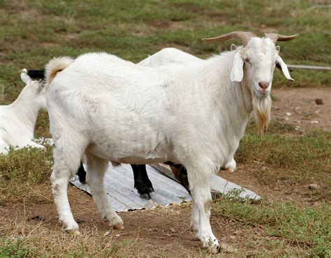 Filebilly Goat