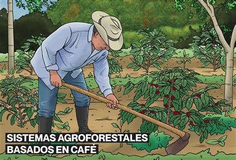 Sistemas Agroforestales Basados En Caf Vivamos Mejor
