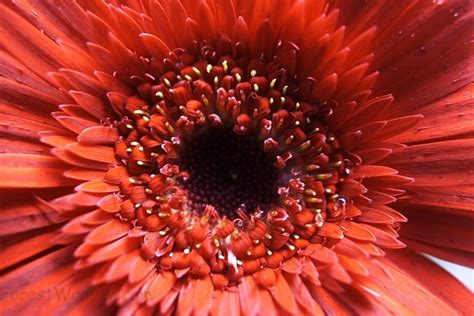 Red Daisy Macro Bud Flowers Free Nature Pictures By Forestwander