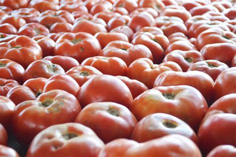 The Secrets Behind The Deliciousness Of Nj Summer Tomatoes News Tapinto