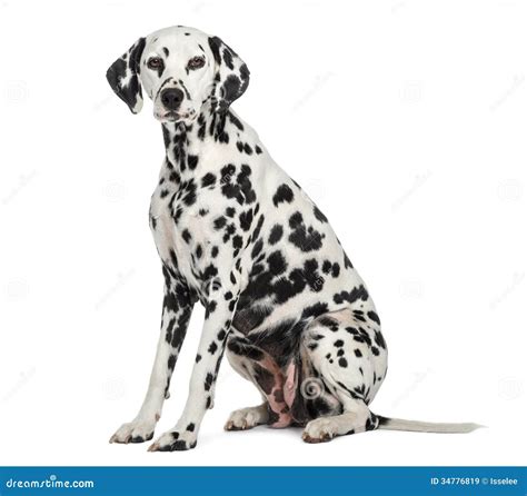 Dalmatian Sitting Looking At The Camera Isolated Stock Image Image