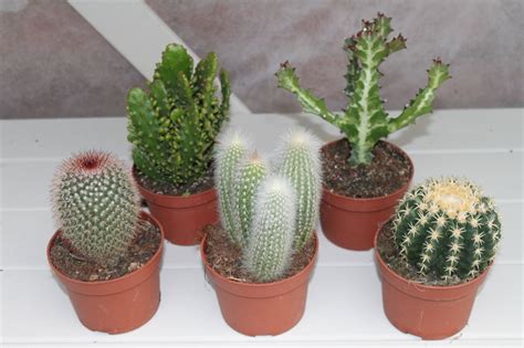 Cactus Plants Set Of 5 Large Indoor Cactus Plants