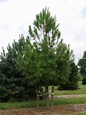 Pinus pinaster | Maritime pine - Van den Berk Nurseries