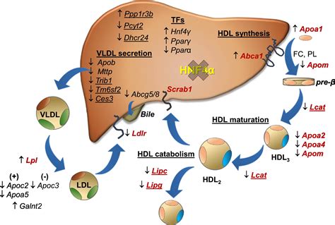 Defects In High Density Lipoprotein Metabolism And Hepatic Steatosis In