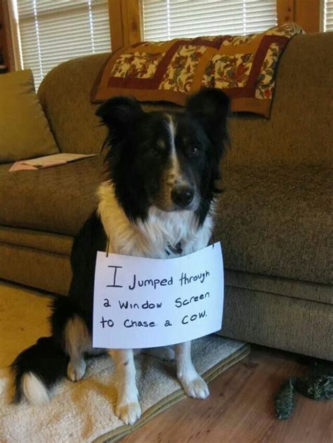 Oops Border Collie Humor Border Collie Pictures Funny Dogs Funny