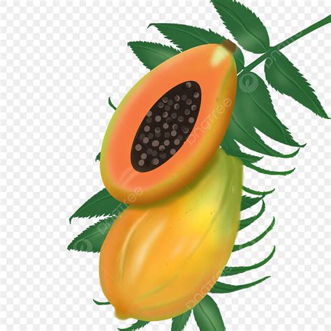 Papaya Fruit Clipart Hd Png Fruit Fruit Papaya Papaya Hurricane Fruit