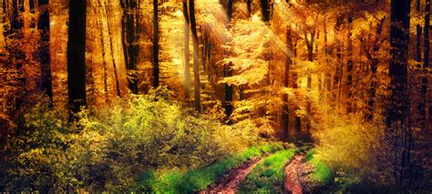 Images Rays Of Light Trail Autumn Nature Forest Bush Trees