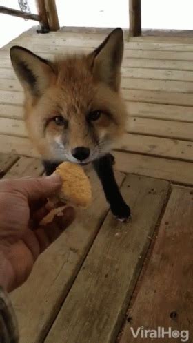 Share the best gifs now >>>. Eating Chicken Nuggets GIF - Eating ChickenNuggets Fox ...