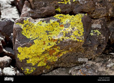 Lichens On Rock Epilithic Crustose Lichen Arizona Usa Stock Photo