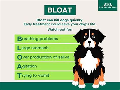 Bloat In Dogs Dog Health The Kennel Club