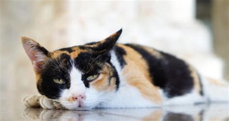 Not eating is a serious matter in cats. My Cat is Lethargic and Not Eating or Drinking | PetCoach