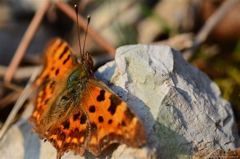 C Falter Foto And Bild Tiere Wildlife Schmetterlinge Bilder Auf