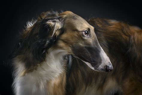 Borzoi Beauty The Borzoi Is A Russian Sighthound Breed Ie Flickr