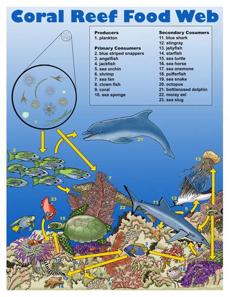 Coral Reef Coral Reef Food Web Ocean Science Ocean Ecosystem