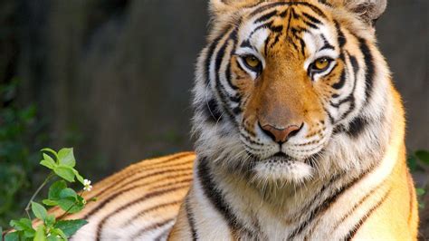 Best Tiger Wallpapers Hd Wallpapers Id 10123