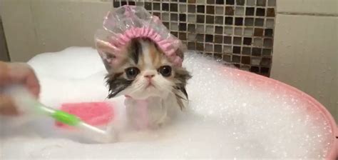 Pampered Kitty Puts Up With A Bath In The Funniest Way The Meow