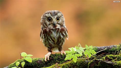 Cute Owl Wallpapers Wallpaper Cave