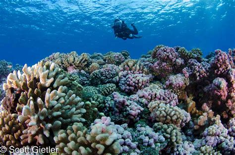 Diving In French Polynesia Bluewater Dive Travel
