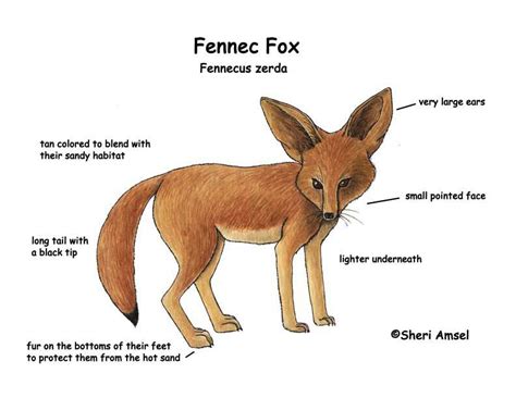 Fox Fennec