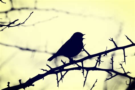 Silhouette Of A Bird On A Branch Free Stock Photo Public Domain Pictures