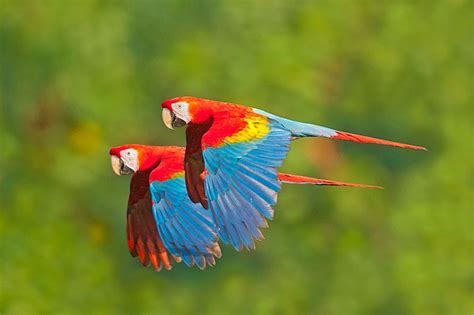 Parrots Flying In The Rainforest