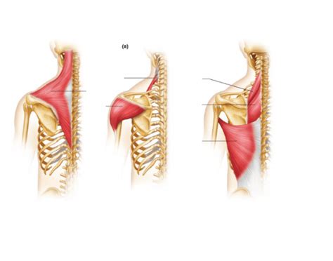 The sciatic nerve, the largest and longest nerve in the human body, carries a major portion of the nerve signals from the sacral plexus into the leg before separating into many smaller branches. Muscles of the Posterior Torso Close-Up