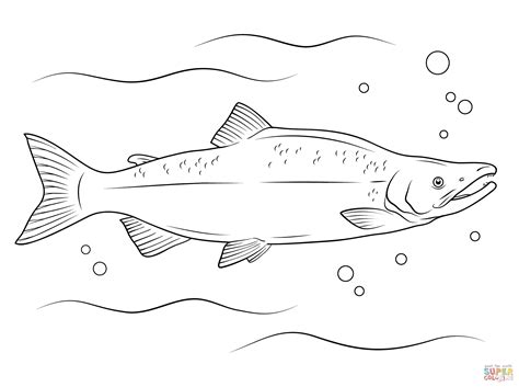 The first recorded use of salmon as a color name in english was in 1776. Sockeye Salmon coloring page | Free Printable Coloring Pages