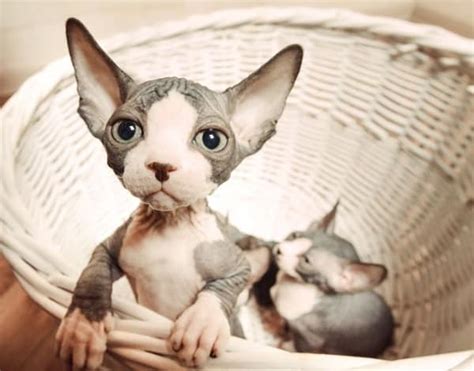 40 Amazing Hairless Sphynx Cat Pictures Tail And Fur