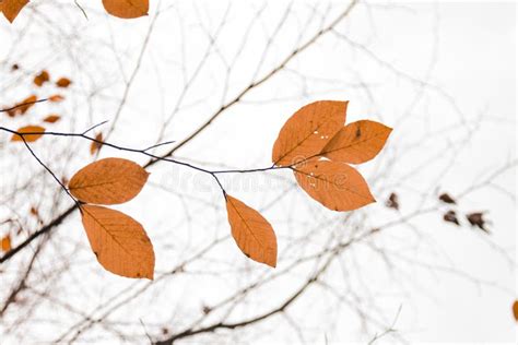 Dry Leaf In Tree Branch Stock Image Image Of Backdrop 117756665